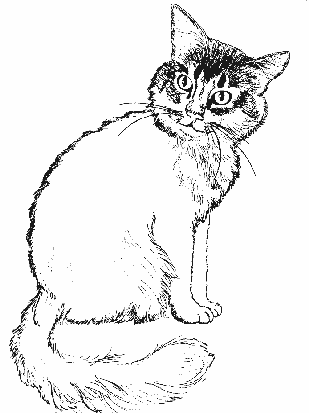 GATTO - CHAT, in un modo tutto suo - Mes coloriages bilingues  italiano-francese: Attraverso l'universo dei gatti, colorate, Album da  colorare e per ... il francese - da 4 e 6 anni (